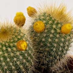 Kaktus dekorovaný s kvítky Smilu - různé barvy