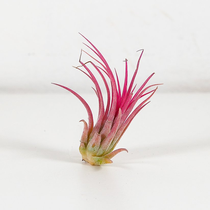 Tillandsia Ionantha "Red Large"