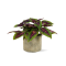 Plectranthus Coleus 'Ruby Road' Ø13cm