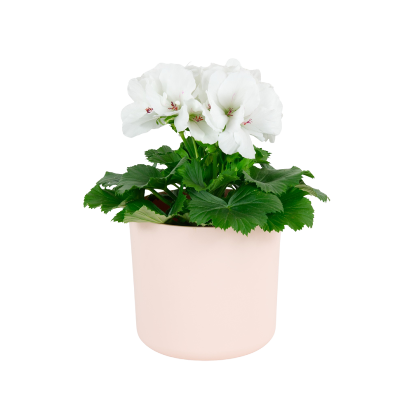 Pelargonium grandiflorum 'Don Blanco' Ø12cm
