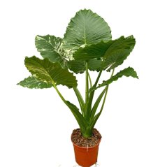 Alocasia gageana 'Variegata' Ø27cm