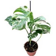 Monstera deliciosa 'Variegata' Ø17cm