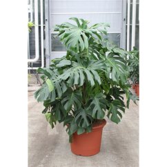 Monstera deliciosa Ø55cm