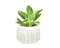 Philodendron 'Birkin' Ø6cm