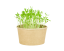 Microgreens sada - Koriandr setý 2g