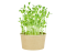 Microgreens sada - Hrách setý 15g