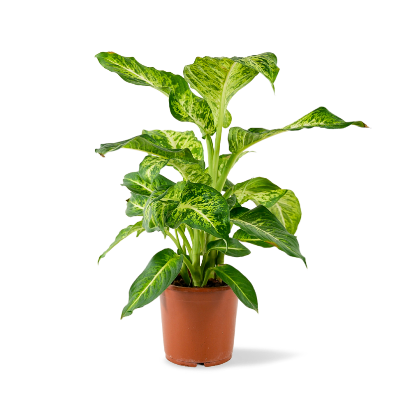 Dieffenbachia 'Mars' Ø17cm