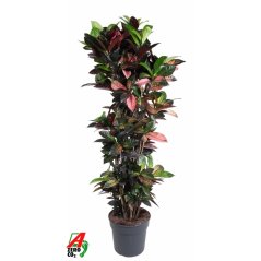 Codiaeum variegatum 'Mrs Iceton' Ø34cm