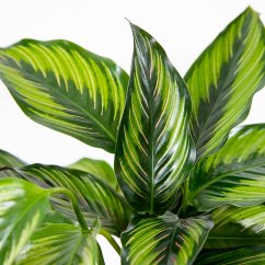 Calathea Beauty Star