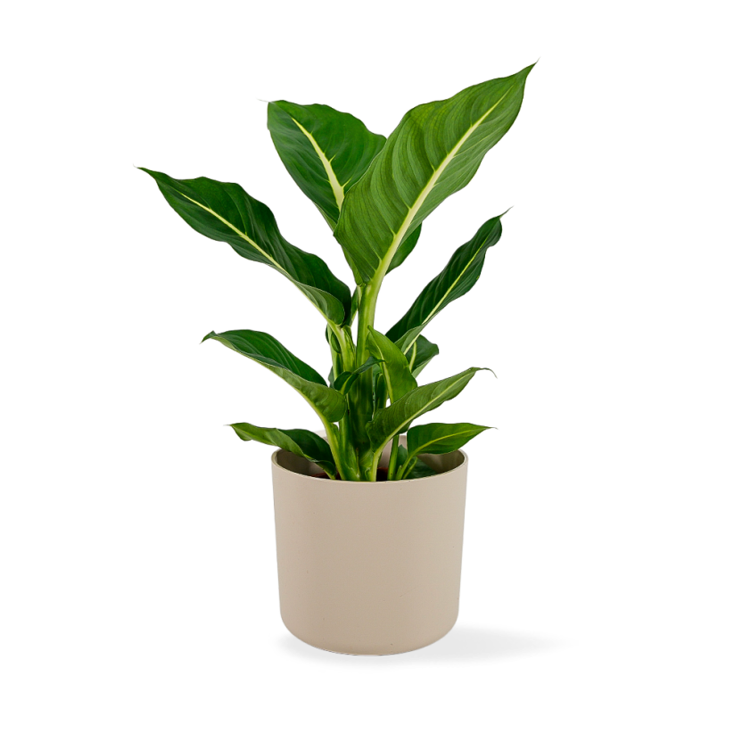 Dieffenbachia Green Magic - Ø 12cm