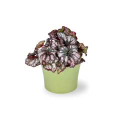 Begonia rex 'Fireworks' Ø8cm