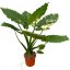 Alocasia gageana 'Variegata' Ø27cm