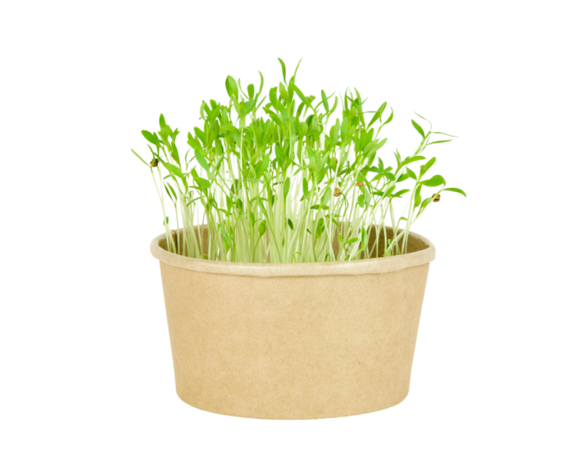 Microgreens sada - Koriandr setý 2g