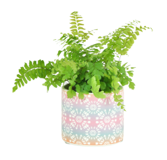 Adiantum 'Bronze venus' Ø8cm