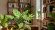 Calathea: princezna s náročnější péčí