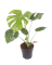 Monstera deliciosa 'Thai Constellation' Ø12cm