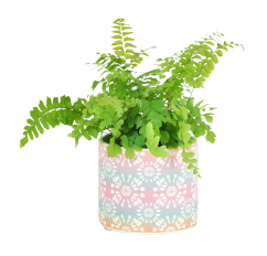 Adiantum 'Bronze venus' Ø8cm
