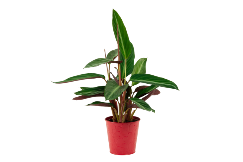 Stromanthe 'Stripestar' Ø12cm