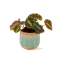 Begonia Cleopatrae