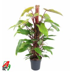 Philodendron 'Painted Lady' Ø24cm