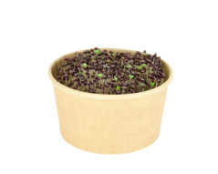 Microgreens sada - Bazalka Purple opaal 2g