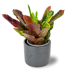 Codiaeum variegatum 'Excellent' Ø13cm