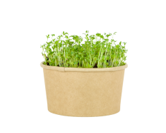 Microgreens sada - Řeřicha setá 5g