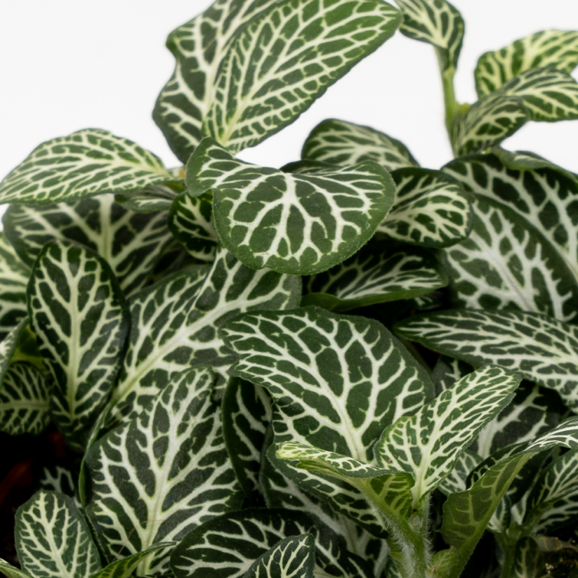 Fittonia Verschaffeltii - Bílá