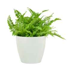 Nephrolepis exaltata 'Vitale' Ø12cm