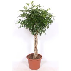 Schefflera arboricola 'Compacta' - twisted stem Ø45cm