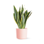 Sansevieria Laurentii - Ø 17 cm