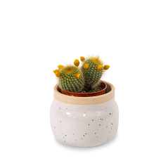 Kaktus dekorovaný s kvítky Smilu - různé barvy