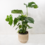 Monstera Deliciosa Ø19cm