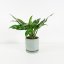 Aglaonema 'Maria' Ø12cm
