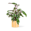 Calathea 'White fusion' Ø17cm