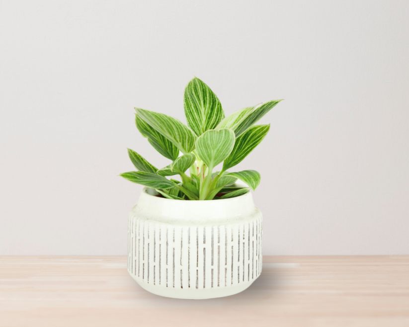Philodendron 'Birkin' Ø6cm