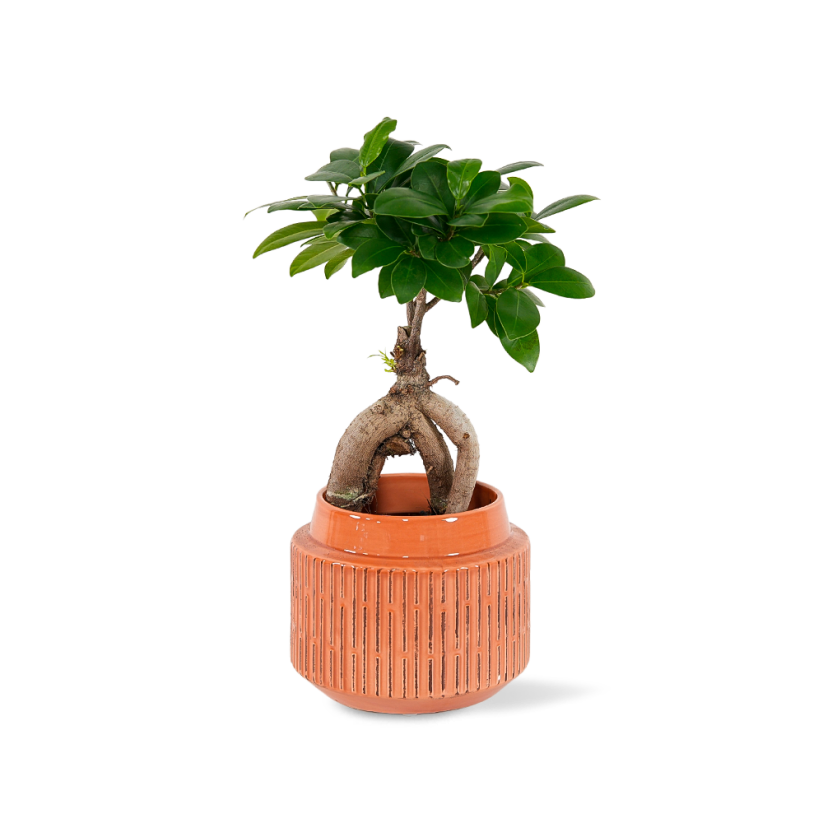 Ficus microcarpa Ginseng