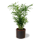 Chamaedorea elegans Ø17cm