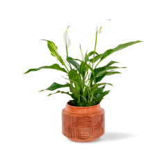 Spathiphyllum "Sweet Chico"