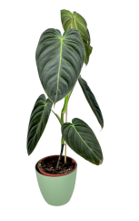 Philodendron 'Melanochrysum' Ø12cm