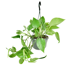 Epipremnum aureum 'Jade' v závěsném květináči Ø15cm