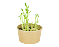 Microgreens sada - Cizrna 12g