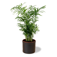 Chamaedorea elegans Ø17cm