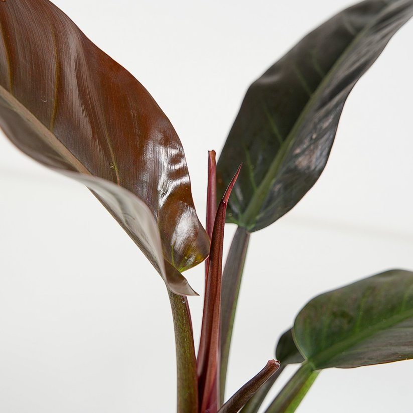 Philodendron 'Imperial Red' - Ø 17 cm