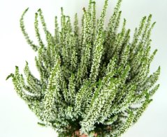 Calluna vulgaris 'Alicia'