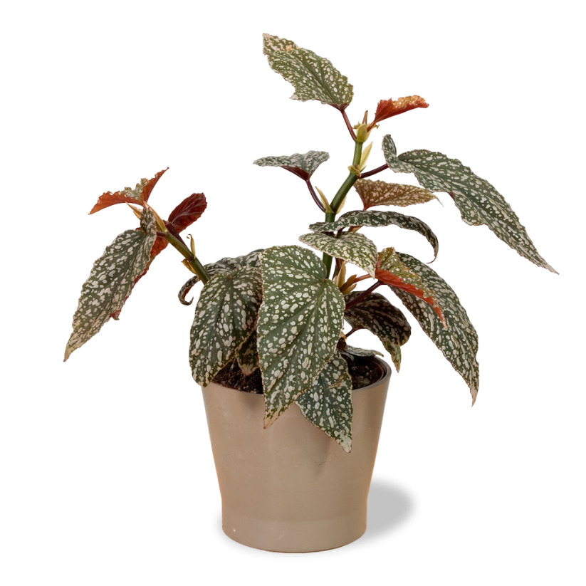 Begonia maculata „Wightii“