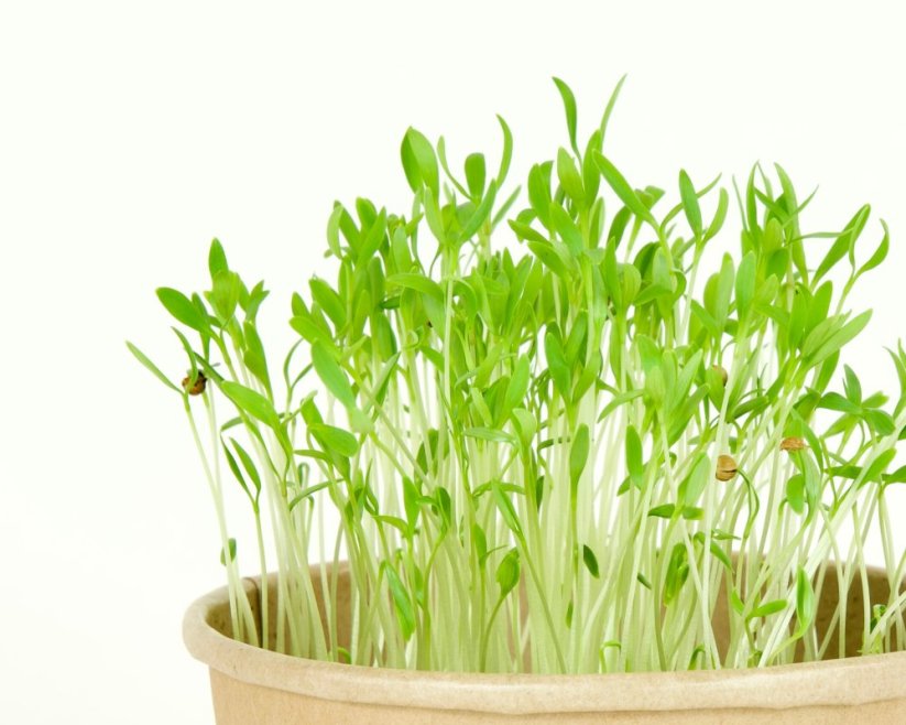 Microgreens sada - Koriandr setý 2g