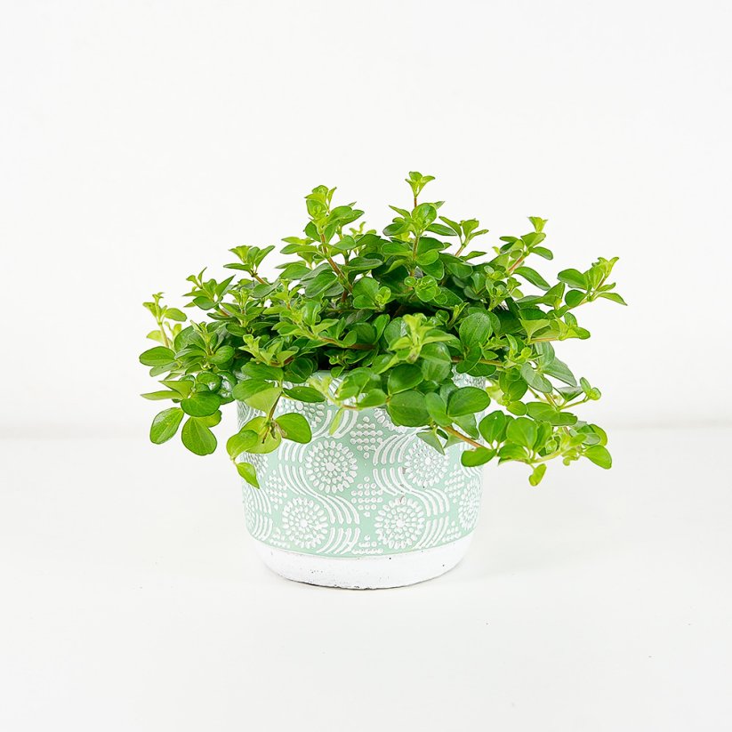 Peperomia rotundifolia