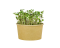 Microgreens sada - Hořčice bílá 4g