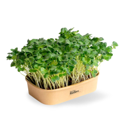 Sada pro domácí pěstování microgreens Ředkev Daikon